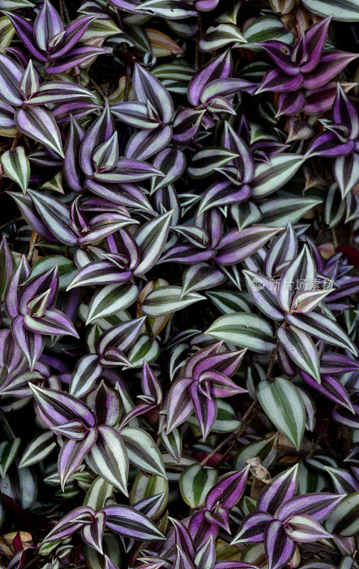 奇怪的犹太植物- Tradescantia zebrina